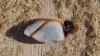227056 – Photo : Brendan Alligand – France (33)